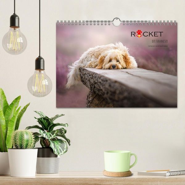 Produktbild: Rocket der Havaneser (Wandkalender 2027 DIN A4 quer), CALVENDO Monatskalender