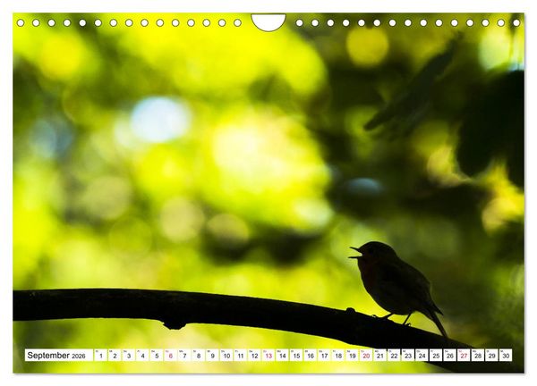 Produktbild: Geliebtes Rotkehlchen (Wandkalender 2026 DIN A4 quer), CALVENDO Monatskalender