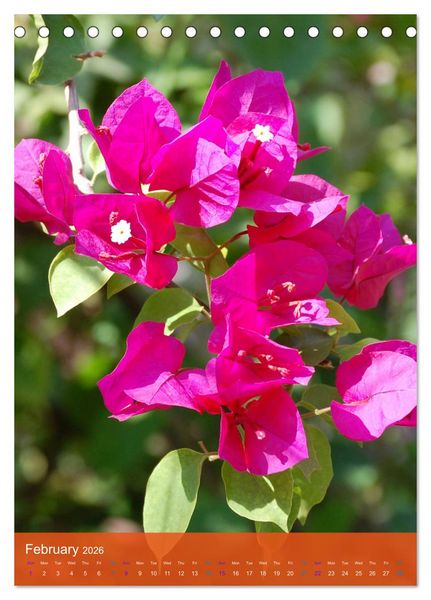 Produktbild: Mexican Garden Flowers - Aguascalientes (Desk Calendar 2026 DIN A5 portrait), CALVENDO 12 Month DeskCalendar