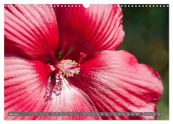 Produktbild: Blumenpracht der Welt (Wandkalender 2026 DIN A3 quer), CALVENDO Monatskalender