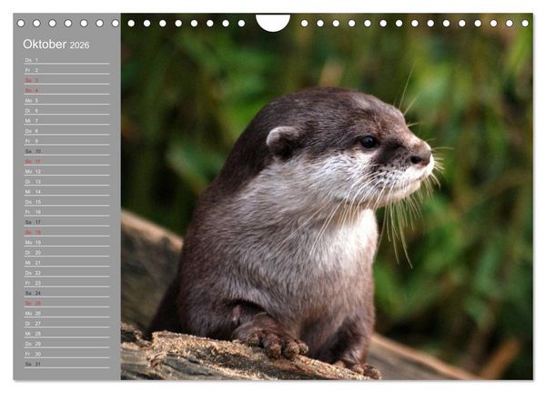 Produktbild: Otter. Frech, laut und clever (Wandkalender 2026 DIN A4 quer), CALVENDO Monatskalender