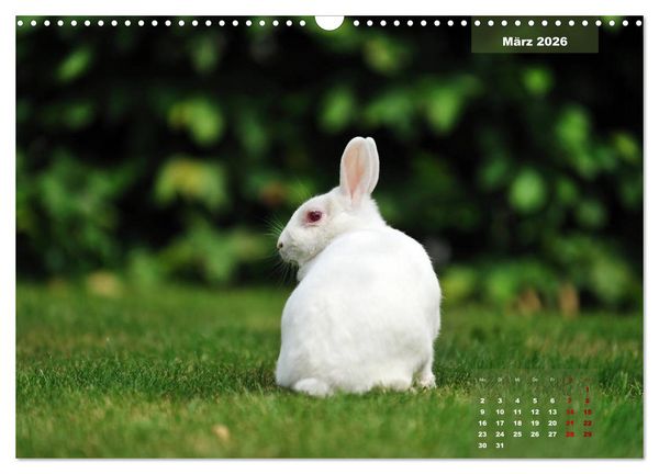 Produktbild: Kaninchen klein und putzig (Wandkalender 2026 DIN A3 quer), CALVENDO Monatskalender