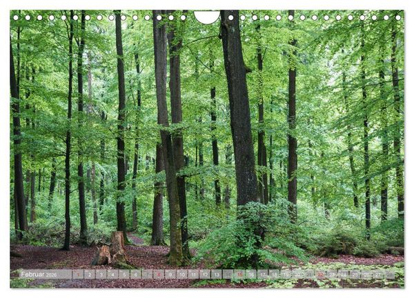 Produktbild: Teutoburger Wald - Natur und Kultur (Wandkalender 2026 DIN A4 quer), CALVENDO Monatskalender