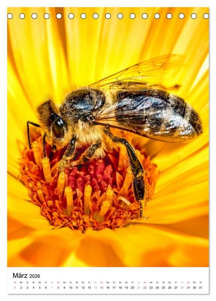 Produktbild: BIENEN - Kleine N&uuml;tzlinge ganz nah (Tischkalender 2026 DIN A5 hoch), CALVENDO Monatskalender