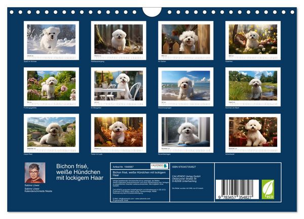 Produktbild: Bichon fris&eacute;, wei&szlig;e H&uuml;ndchen mit lockigem Haar (Wandkalender 2026 DIN A4 quer), CALVENDO Monatskalender