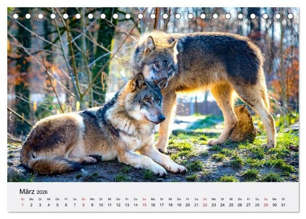 Produktbild: W&ouml;lfe. Ein Herz f&uuml;r Isegrim! (Tischkalender 2026 DIN A5 quer), CALVENDO Monatskalender