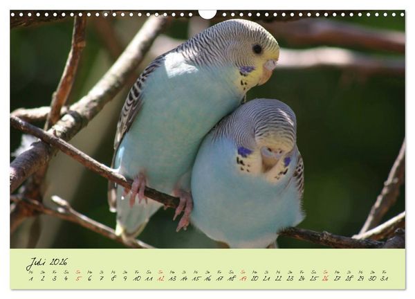 Produktbild: Wellensittiche - Gefiederte Freunde (Wandkalender 2026 DIN A3 quer), CALVENDO Monatskalender