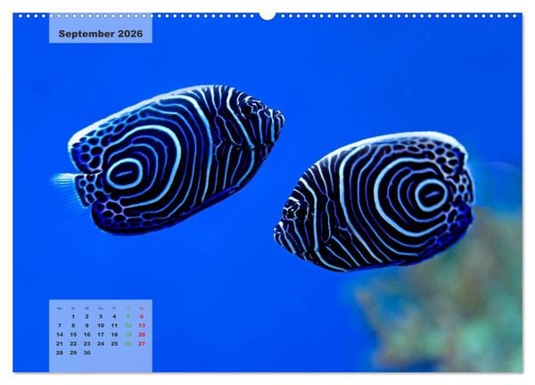Produktbild: UNTER WASSER Riffaquaristik (Wandkalender 2026 DIN A2 quer), CALVENDO Monatskalender
