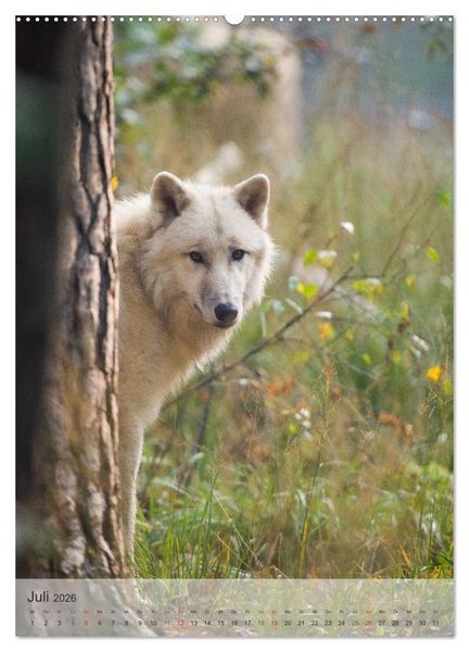 Produktbild: Emotionale Momente: Der Wolf. (hochwertiger Premium Wandkalender 2026 DIN A2 hoch), Kunstdruck in Hochglanz