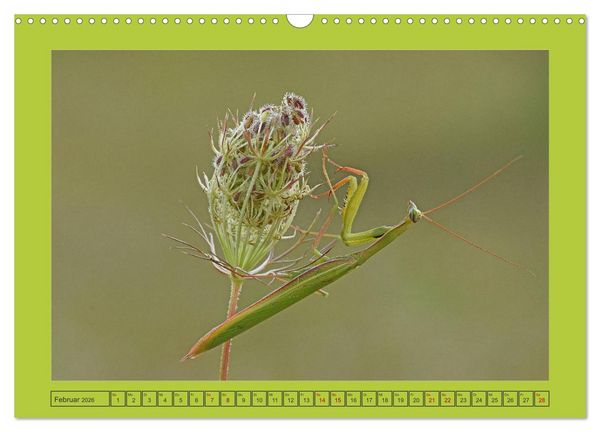 Produktbild: Die Gottesanbeterin Mantis Religiosa (Wandkalender 2026 DIN A3 quer), CALVENDO Monatskalender