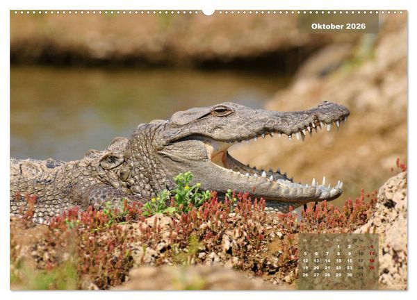 Produktbild: Wilde Tiere Indiens (hochwertiger Premium Wandkalender 2026 DIN A2 quer), Kunstdruck in Hochglanz
