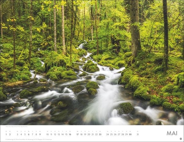 Produktbild: Sch&ouml;nheit des Waldes Posterkalender 2027