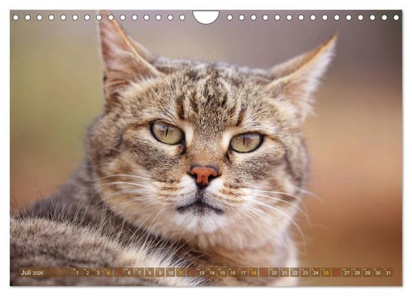 Produktbild: Katzen Afrikas (Wandkalender 2026 DIN A4 quer), CALVENDO Monatskalender