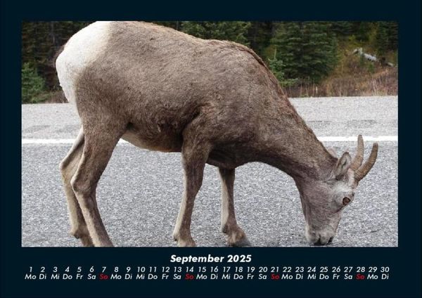Produktbild: Der Tierkalender 2025 Fotokalender DIN A4