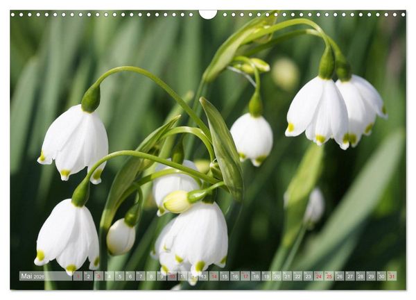 Produktbild: Wundersch&ouml;ne Wildblumen (Wandkalender 2026 DIN A3 quer), CALVENDO Monatskalender
