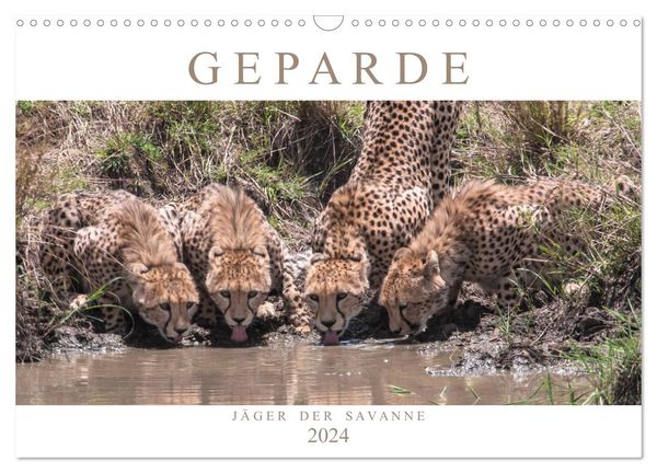 Geparde - Jäger der Savanne (Wandkalender 2024 DIN A3 quer), CALVENDO Monatskalender