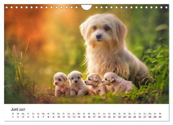 Produktbild: Kleine wei&szlig;e Wunder - ein Jahr mit Maltesern (Wandkalender 2027 DIN A4 quer), CALVENDO Monatskalender