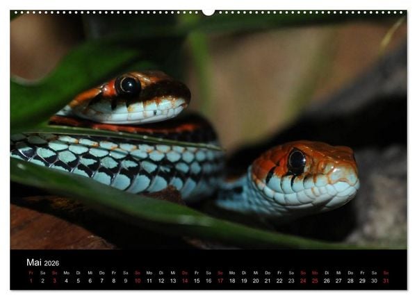 Produktbild: Schlangen (hochwertiger Premium Wandkalender 2026 DIN A2 quer), Kunstdruck in Hochglanz