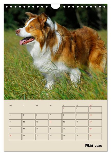 Produktbild: Border Collie - Ein Familienplaner (Wandkalender 2026 DIN A4 hoch), CALVENDO Monatskalender