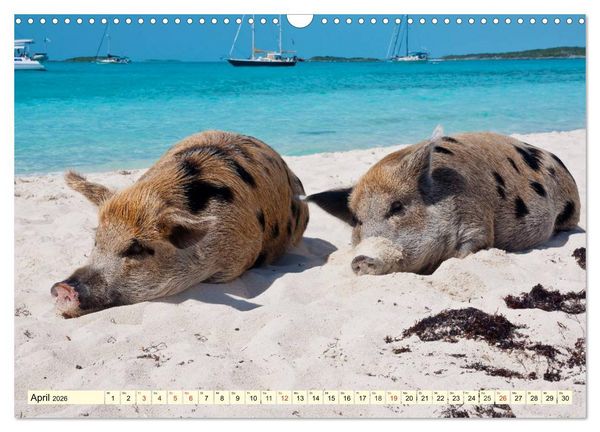 Produktbild: Schwimmende Schweine (Wandkalender 2026 DIN A3 quer), CALVENDO Monatskalender