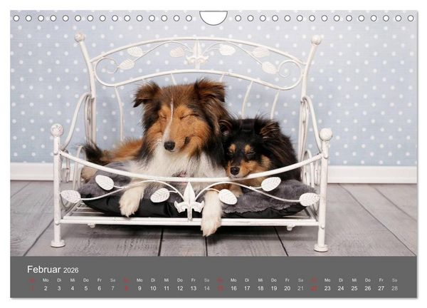 Produktbild: Shelties : Charmeure auf 4 Pfoten (Wandkalender 2026 DIN A4 quer), CALVENDO Monatskalender
