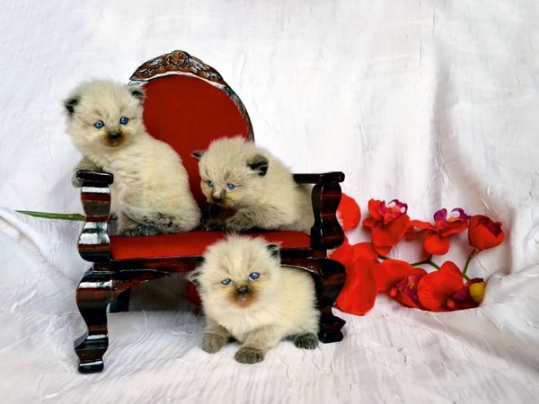 Produktbild: CALVENDO Puzzle Ragdoll K&auml;tzchen | 1000 Teile Lege-Gr&ouml;&szlig;e 64x48cm Foto-Puzzle f&uuml;r gl&uuml;ckliche Stunden