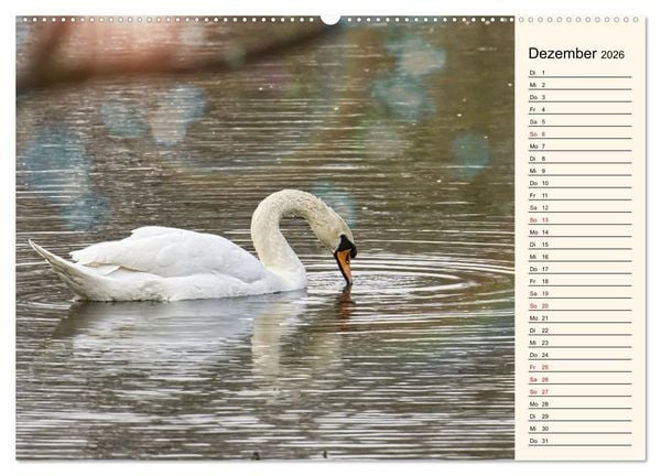 Produktbild: Schwanenzauber (hochwertiger Premium Wandkalender 2026 DIN A2 quer), Kunstdruck in Hochglanz
