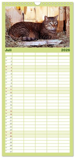 Produktbild: Familienplaner 2026 - Katzen mit 5 Spalten (Wandkalender, 21 x 45 cm) CALVENDO
