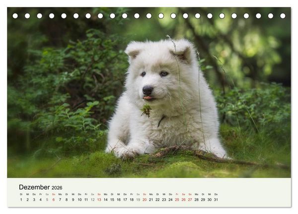 Produktbild: Kleine Samojeden - Eisb&auml;rchen Abenteuer im M&auml;rchenwald (Tischkalender 2026 DIN A5 quer), CALVENDO Monatskalender