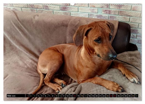 Produktbild: Rhodesian Ridgeback - Ausdrucksstarke Gesichter (hochwertiger Premium Wandkalender 2026 DIN A2 quer), Kunstdruck in Hochglanz