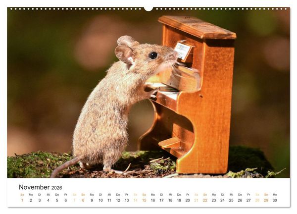 Produktbild: Geheimes Waldleben (Wandkalender 2026 DIN A2 quer), CALVENDO Monatskalender