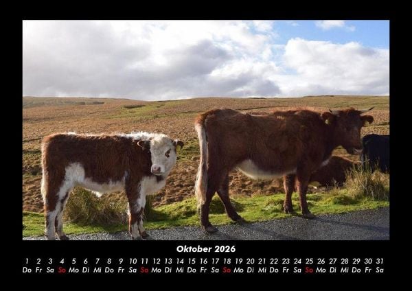 Produktbild: Kuhkalender 2026 Fotokalender DIN A3