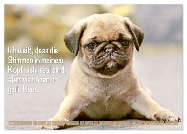 Produktbild: L&auml;cheln mit Mops (Wandkalender 2026 DIN A4 quer), CALVENDO Monatskalender