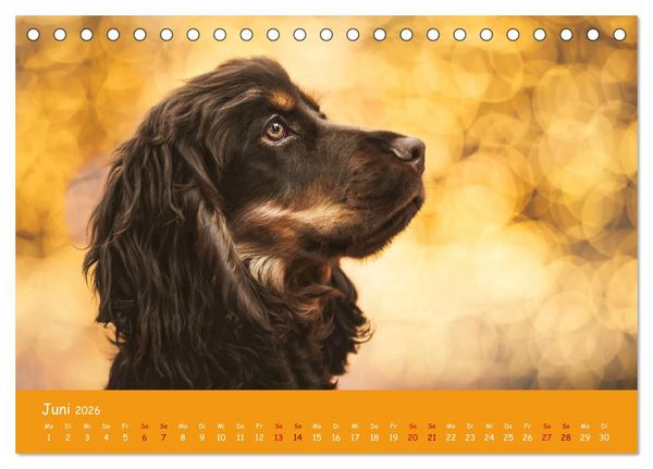 Produktbild: Elvis ein Engl. Cocker Spaniel wird Gro&szlig; (Tischkalender 2026 DIN A5 quer), CALVENDO Monatskalender