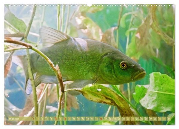 Produktbild: Poissons : d'&eacute;tangs et des rivi&egrave;res (Calendrier mural 2027 DIN A2 vertical), CALVENDO calendrier mensuel
