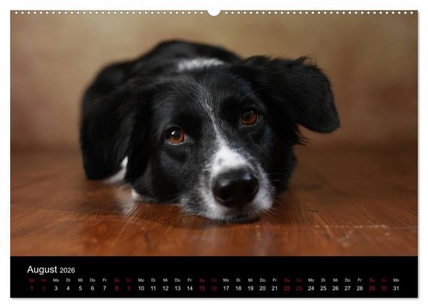 Produktbild: Charmante Australian Shepherds (Wandkalender 2026 DIN A2 quer), CALVENDO Monatskalender