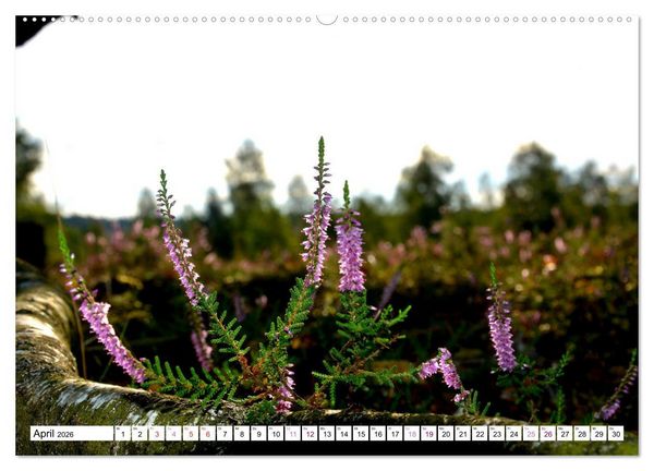 Produktbild: Heidelandschaft im Farbenspiel der Natur (Wandkalender 2026 DIN A2 quer), CALVENDO Monatskalender