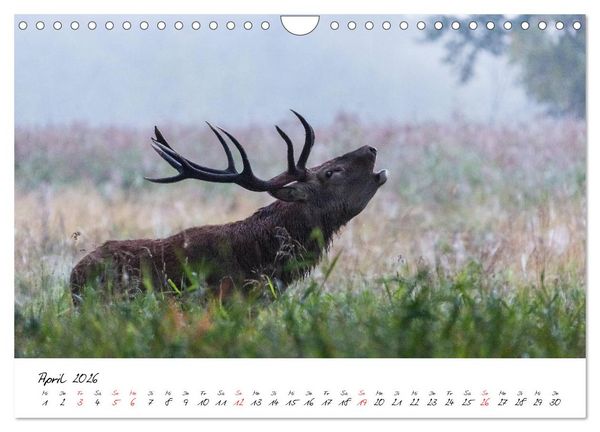 Produktbild: Rotwild - im Naturparadies der Mecklenburgischen Seenplatte (Wandkalender 2026 DIN A4 quer), CALVENDO Monatskalender
