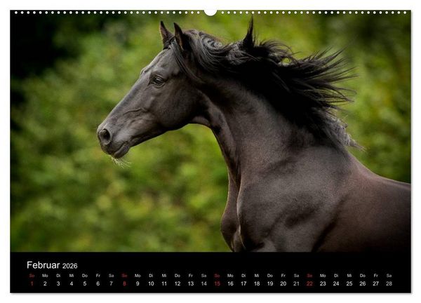Produktbild: Spaniens stolze Pferde (hochwertiger Premium Wandkalender 2026 DIN A2 quer), Kunstdruck in Hochglanz