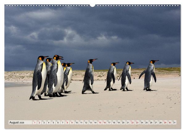 Produktbild: Pinguine der Falkland Inseln (hochwertiger Premium Wandkalender 2026 DIN A2 quer), Kunstdruck in Hochglanz