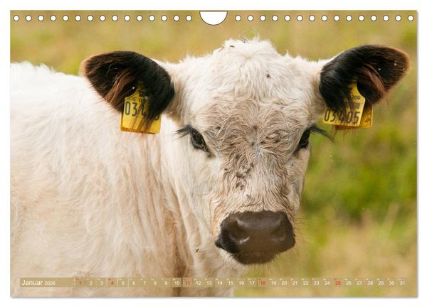 Produktbild: Galloway K&auml;lbchen - Liebenswert und lockig (Wandkalender 2026 DIN A4 quer), CALVENDO Monatskalender
