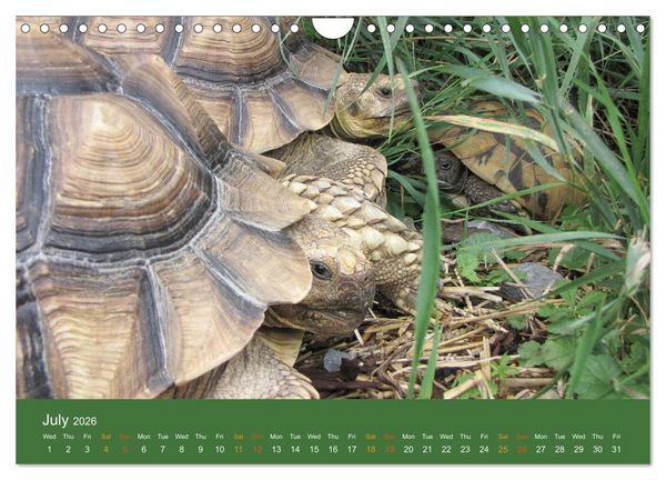 Produktbild: African spurred tortoises (Wall Calendar 2026 DIN A4 landscape), CALVENDO 12 Month Wall Calendar