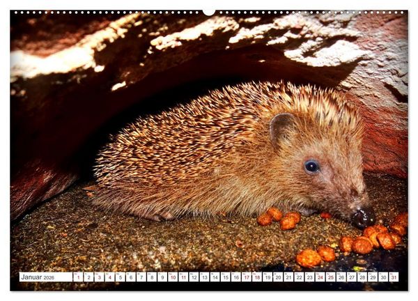 Produktbild: Mein Haus-Igel (Wandkalender 2026 DIN A2 quer), CALVENDO Monatskalender