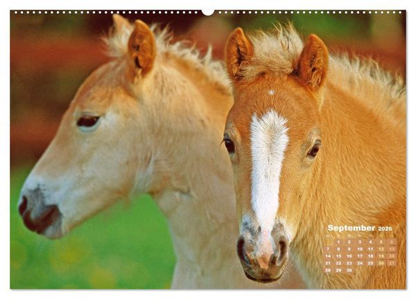 Produktbild: Haflinger: Die blonden Pferde von der Alm (Wandkalender 2026 DIN A2 quer), CALVENDO Monatskalender