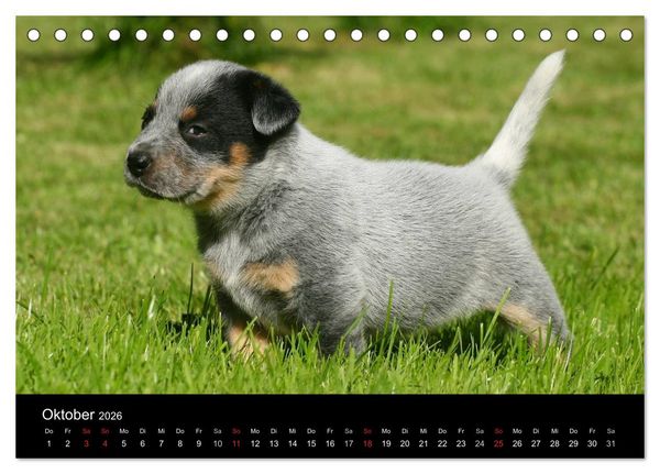 Produktbild: Australian Cattle Dog Welpen (Tischkalender 2026 DIN A5 quer), CALVENDO Monatskalender