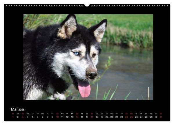 Produktbild: Husky-Kalender (Wandkalender 2026 DIN A2 quer), CALVENDO Monatskalender