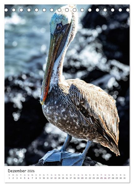 Produktbild: Wildlife - Die Tierwelt der Galapagos Inseln (Tischkalender 2026 DIN A5 hoch), CALVENDO Monatskalender