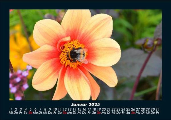 Produktbild: Bienen 2025 Fotokalender DIN A5