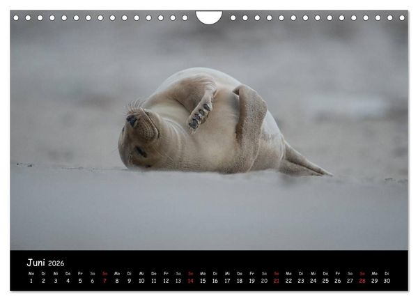 Produktbild: Robben auf Helgoland 2026 (Wandkalender 2026 DIN A4 quer), CALVENDO Monatskalender