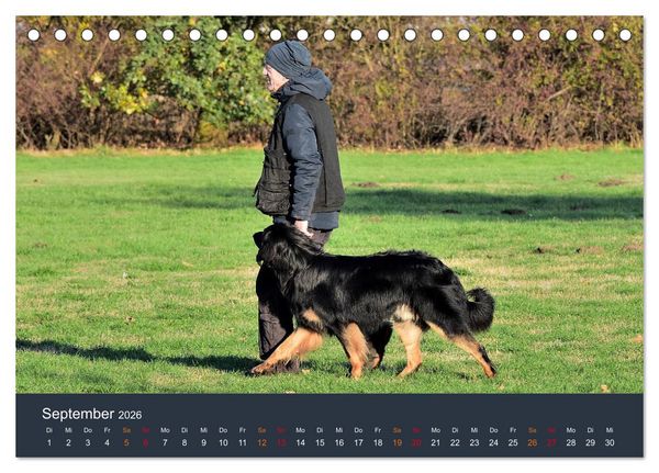 Produktbild: Ein Hovawart, ein Wachhund (Tischkalender 2026 DIN A5 quer), CALVENDO Monatskalender